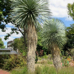 Live Palm Tree Plant in 3 Gallon Pot, No CA, Large Fully Rooted Size, Ready to Plant for Home Décor Indoor Outdoor Landscape, Rare Palm Trees, Silver Yucca Palm