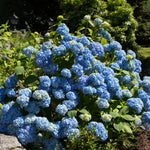 Blue Hydrangea Plant Live in 2.5 Inch Pot, Vibrant Flowering Shrub for Garden, Patio Containers and Indoor Growing