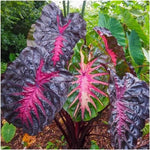 Red Black Colocasia Elephant Ear Plants Live 4–7 Inches Tall, Taro Alocasia Tropical Foliage Plants for Outdoor Garden Home Decor