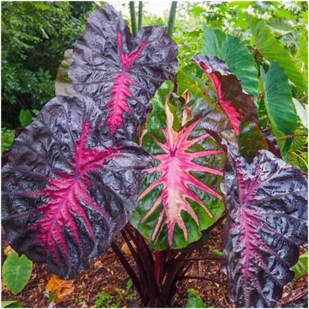 Red Black Colocasia Elephant Ear Plants Live 4–7 Inches Tall, Taro Alocasia Tropical Foliage Plants for Outdoor Garden Home Decor