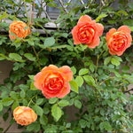 Rose Live Plant, Roses Flower Plant, Fragrant Flower for Planting, 4-6 Inches Tall, Bush Shrub Plants, Well Rooted, Ready to Grow (Orange Rose)