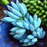 Banana Plant Live, Ice Cream Blue Banana Tree Live Plant, Hardy Banana Fruit Seedling 4 to 8 Inch Tall, Indoor Outdoor
