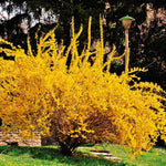 2 Yellow Forsythia Bush Live Plants Bareroots 6-12 Inch Tall, Lynwood Gold Forsythia