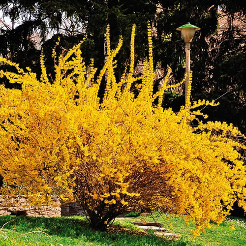 2 Forsythia Live Plants, Garden Shrub, 6-12 Inch Tall