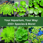 200 Aquarium Plant Seeds for Fish Tank, Mixed Aquatic Grass Seeds for Freshwater Aquarium, Fast-Growing