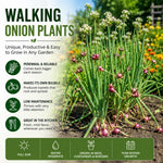 5 Walking Onion Plants, 2 Years Old Egyptian Walking Onion for Planting