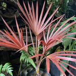 Live Palm Tree Plant in 3 Gallon Pot, No CA, Large Fully Rooted Size, Ready to Plant for Home Décor Indoor Outdoor Landscape, Rare Palm Trees, Latan Palm