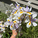 2 African Iris Live Plants, White Bloom Perennial Flowers, 3-5'' Tall, Flowers for Indoor Outdoor Growing