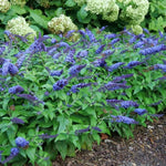 Light Blue Buddleia Butterfly Bush Plant Live, 5-9" in Tall, No Pot, Perennial Bushes Ready to Plant in Spring Outdoor Gardening, Dormant in Winter