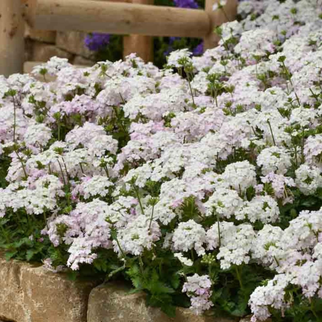 Pack 2 White Perennial Verbena Plants, White Verbena Live Plants, Verbena Flower Trailing Plants Live for Planting, White Verbena Plants in Zones 7 to 11