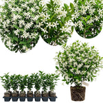 Confederate Star Jasmine Live Plant – Climbing White Flower Vine, Fragrant Indoor & Outdoor 4-6” Tall Decorative Plant