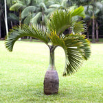 Palm Tree Live Plant Indoor Outdoor, Rare Succulent Palm Houseplant for Indoor or Outdoor Growing, 1 Gallon Pot, Bottle