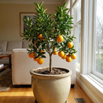 Navel Orange Tree Live Plant, Citrus Fruit Plant in 1 Gallon Pot, Sweet Orange Fruit Tree for Indoor Outdoor Gardening
