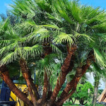 Palm Tree Live Plant, Fully Rooted in 3 Gallon Pot, Rare Tropical Plant Live for Indoor or Outdoor Growing