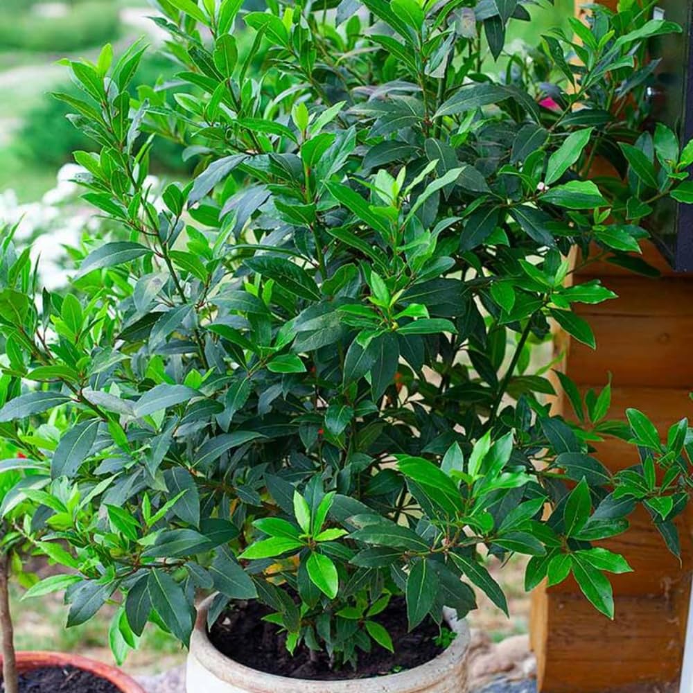 Bay Leaf Tree Live Plant, Laurus Nobilis Sweet Bay Laurel, 6-10" Tall in 4" Pot, Fragrant Culinary Herb Tree for Indoor or Outdoor Growing