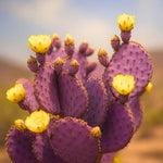 Purple Prickly Pear Cactus Live Plant, Rare Cactus Plants 6-8 Inches, Hardy, Low-Maintenance Plant for Indoors and Outdoors