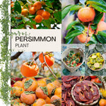 Set 2 Persimmon Plants Live, 12-24 Inch Tall Bare Root Dormant, Live American Persimmon Trees for Growing Outdoor