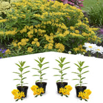 4 Yellow Milkweed Plants Live 4-9 Inc Tall, Tropical Milkweed Plants Well Rooted, Outdoor Growing