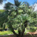 Palm Tree Live Plant, Fully Rooted in 3 Gallon Pot, Rare Tropical Plant Live for Indoor or Outdoor Growing, Fan