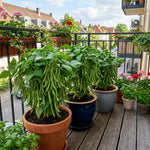 2 Green Bean Plants Live, Bush Bean Plants, 3-5 Inc Tall