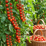 2 Cherry Tomato Plants, 5-8 Inc Tall, Live Vegetable Plant