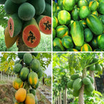 Papaya Plant Live in 4'' Pot, Sweet Edible Tree, Suitable for Gardens, Patios, and Outdoor Planting, Cold Hardy, Ready to Grow, 5-10 Inch Tall