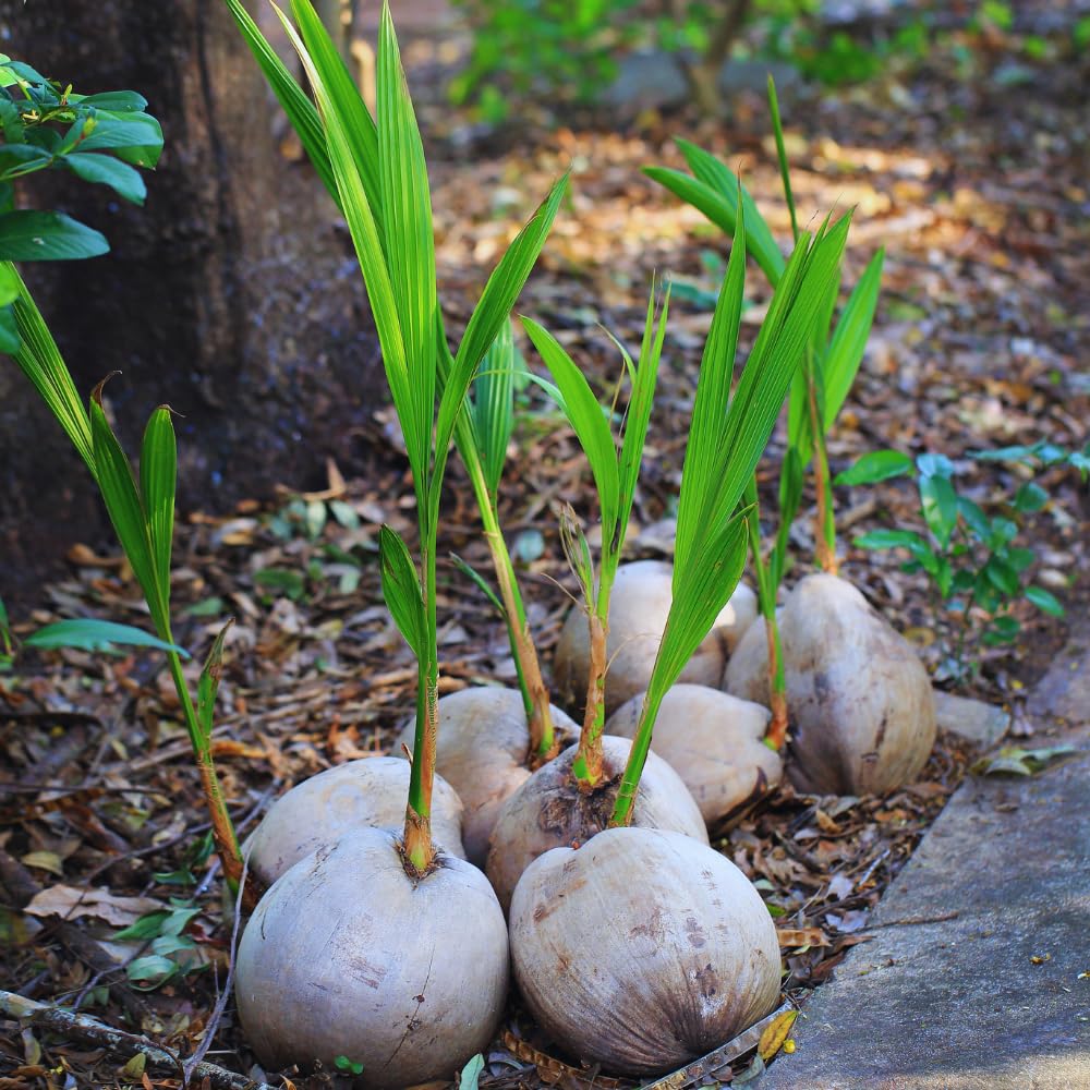 Sprouted Yellow Coconut Plant Tree, 6 to 8 Inc Long, Coconut Tree Live Plant