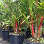 Live Palm Tree Plant in 3 Gallon Pot, No CA, Large Fully Rooted Size, Ready to Plant for Home Décor Indoor Outdoor Landscape, Rare Palm Trees, Red Crownshaft Palm