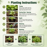 Set of 2 African Basil Live Plants 4-7 Inches, Fragrant Basil Herb Starter for Gardening, Fast Growing, Drought Tolerant