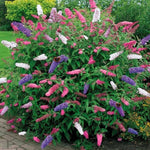 Pack 3 Mix Butterfly Bush Live Plants, 3 to 6 Inch Tall Assorted Butterfly Bushes Plant for Outdoor Garden, Perennial Coloful Buddleia Flowers Plant, No Pot
