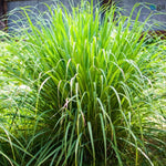 Set 800 Lemongrass Seeds for Indoor or Outdoor Growing, Fragrant Culinary Garden Seeds for Planting