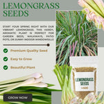 400 Lemongrass Herb Seeds, Lemongrass Seeds, Culinary Herb Seeds for Home Garden, Patio Pots and Containers