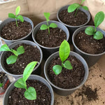 Meyer Lemon Tree Live, Dwarf Citrus Plant, Yellow Lemon Seedling, 2-4 Inches Tall Starter Plant, in 4" Pot for Indoor or Outdoor Growing