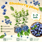 Pack 2 Blueberry Bush Live Plant, Blueberry Plants Live for Planting 5 to 9 Inch Height, Sweet Blueberries Tree Live Plant (Emerald Blueberry)