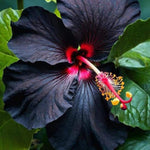 Black Hibiscus Plant for Outdoor Planting, Hardy Hibiscus Flowers Colorful Blooms, Hibiscus Plant for Grow