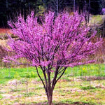 Eastern Redbud Tree Live Plant in Quart Pot, 6-12 Inch Tall Ornamental Redbud Tree for Outdoor Planting