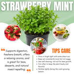 Set of 2 Strawberry Mint Plants Live 4-6 Inches, Perennial Mint Plants, Fragrant Herbs for Growing Outdoor Indoor