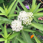 2 White Milkweed Plants Live, 5-8 Inch Tall, Butterfly Milkweed Asclepias Tuberosa Plant for Perennial Flower