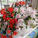 Easter Cactus Live Plant, Vibrant Blooming Cactus for Indoor Outdoor Gardens, 4-8'' Tall, No Pot (Random Blooms)