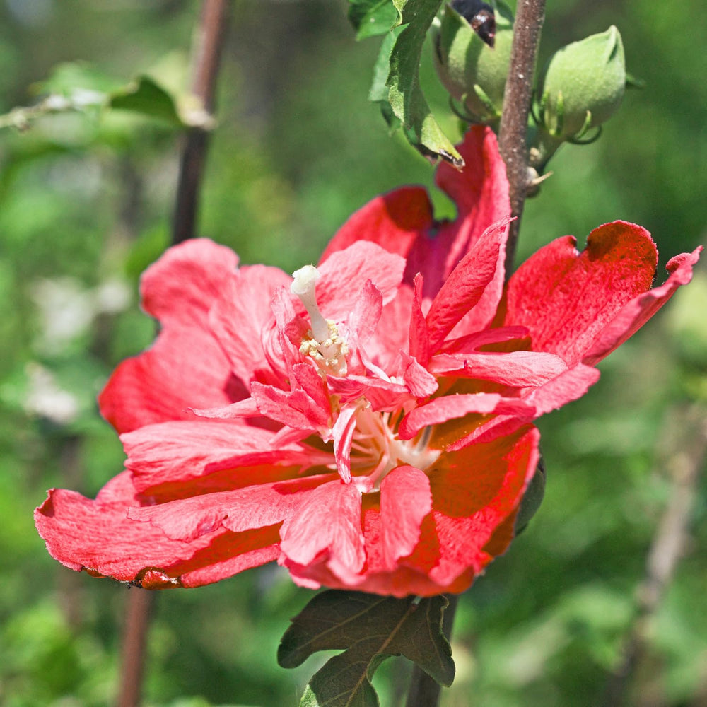 2 Althea Rose of Sharon Hibiscus Shrubs Live Seedlings, Bareroots 1 to 2 Feet Tall, Hardy Perennial Flowering Bushes for Garden (Red)
