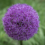250 Large Allium Seeds, Ornamental Flower Seeds, Tall Purple Allium Blooms for Garden Beds, Borders