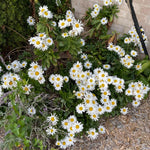 White Daisy Live Plant, Daisy Flowers Plants Live for Outdoor Garden, 3 to 6 Inch Tall