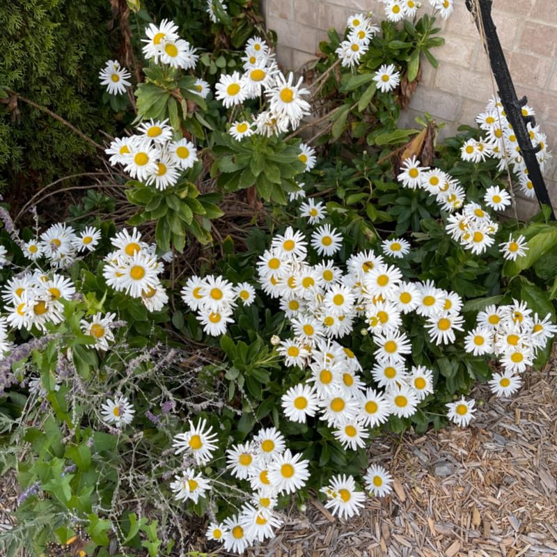 White Daisy Live Plant, Daisy Flowers Plants Live for Outdoor Garden, 3 to 6 Inch Tall