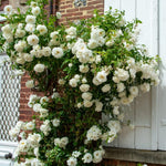 Climbing Roses Live Plants, Well Rooted 5-9" Tall, No Leaf, Ready to Plant Indoor Outdoor, Climber Rose Bush, Hybrid Tea Rose Like, Very Fragrant, Long Bloomer (White)