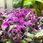 2 Gynura Purple Passion Plants Live, 4 to 8 Inches Tall, No Pot, Vibrant Purple Foliage, Ready for Indoor or Outdoor Growing