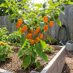 Set 2 Pepper Plants Live for Planting, Pepper Plant, 4-6 Inc Tall, Live Vegetable Plants for Indoor Outdoor Growing (Hot Orange Peppers)