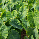 Live Vietnamese Taro Plant, 3-6" Tall, Taro Plant 4" Pot, Tropical Alocasia Live Plant for Indoor Outdoor Gardens