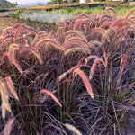 2 Fountain Grass Plants Live, 5-9 Inch Tall Ornamental Grass Live Plants for Landscaping and Garden Borders (Red Purple Fountain Grass)