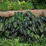 Colocasia Elephant Ears Live Plant, Alocasia Plant, Esculenta Taro Live Houseplant, 5-7 Inc Tall (Dark Leaf)