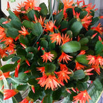 Easter Cactus Live Plant, Vibrant Blooming Cactus for Indoor Outdoor Gardens, 4-8'' Tall, No Pot (Orange Blooms)